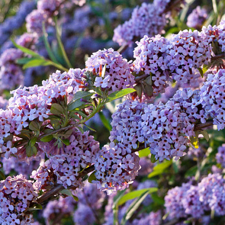Фото Буддлея очереднолистная