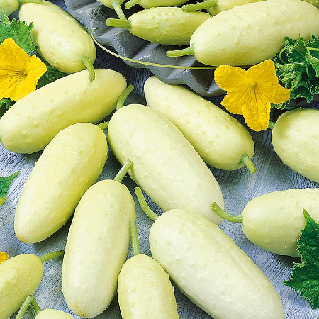 Фото Огурец Мартини F1