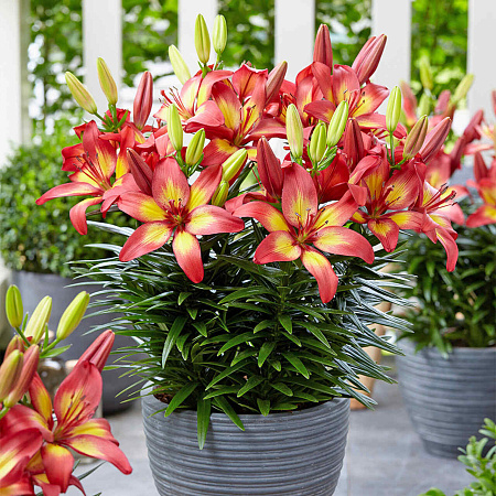 Фото Лилия азиатская горшечная Маджестик Джой