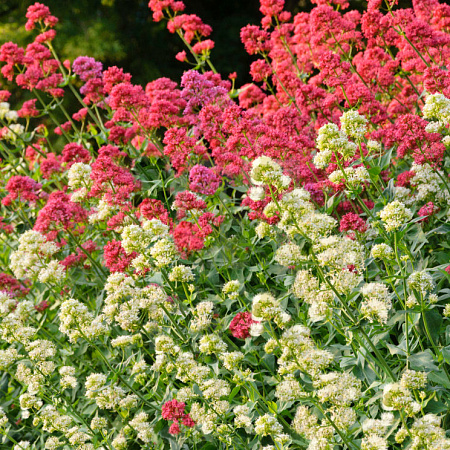 Фото Кентрантус Набор Парфэ