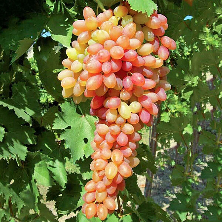 Фото Виноград Хамелеон