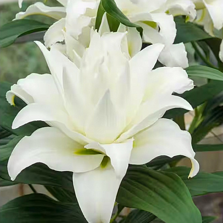 Фото Лилия Май Веддинг