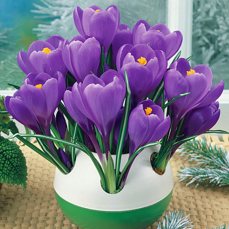 Фото Крокус Гранд Мэтр