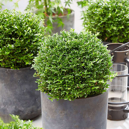 Фото Жимолость блестящая Гарден Клаудс Грин Бриз