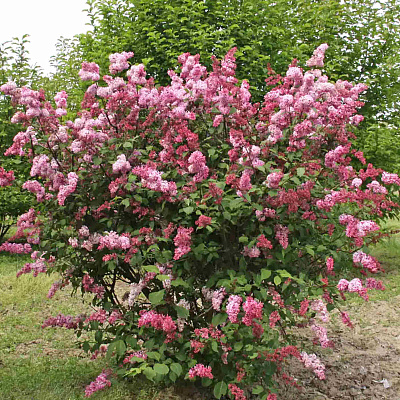 Сирень Прэстона Мисс Канада