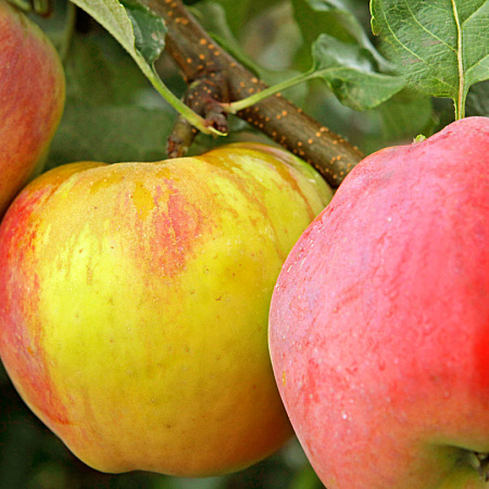 Фото Яблоня Горный Синап