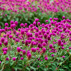 Гомфрена Пурпурная