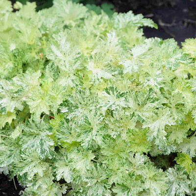 Полина Филоненко секс