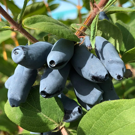 Фото Жимолость Мичуринское диво