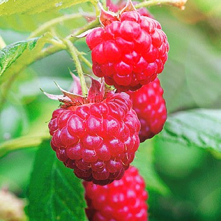 Фото Малина ремонтантная Осенняя красавица