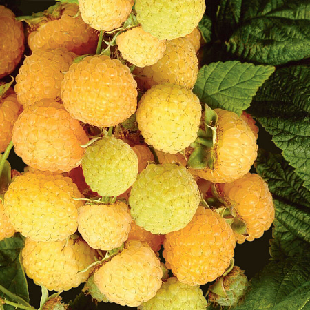 Фото Малина ремонтантная Утренняя роса