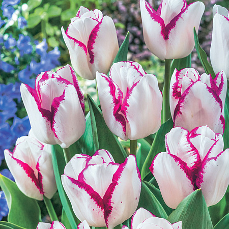 Фото Тюльпан Афера