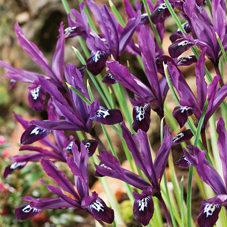 Фото Ирис Паулин