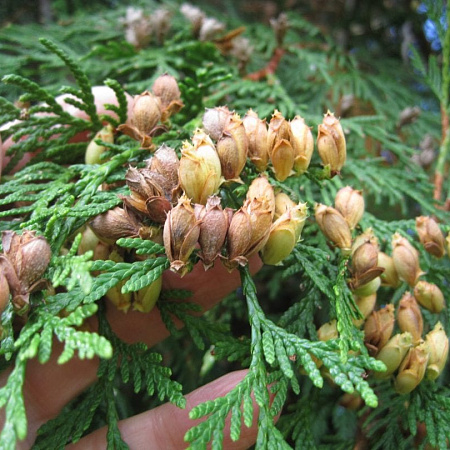 Фото Туя складчатая Зебрина