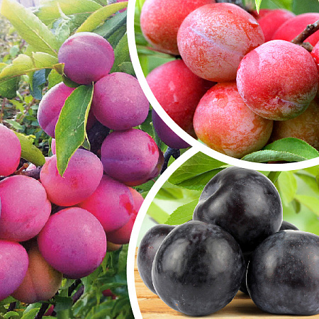 Фото Слива комплект №2:Маньчжурская красавица,Алтайская юбилейная,Черная крупная
