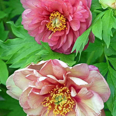 Фото Пион ИТО-гибрид Мэджикал Мистери Тур