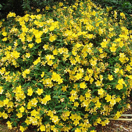 Фото Зверобой Хидкоут