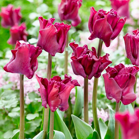 Фото Тюльпан триумф Краун оф Негрита