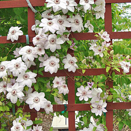 Фото Клематис Мисс Бейтман