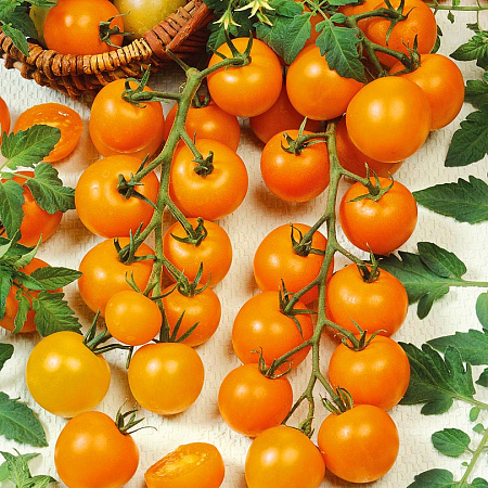 Фото Помидор черри Ликёр F1