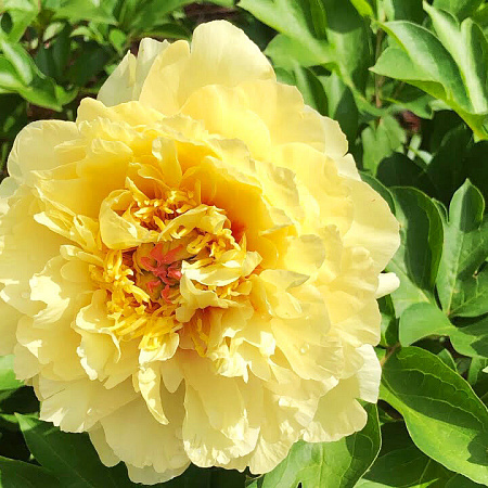 Фото Пион Гарден треже