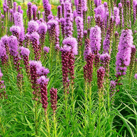 Фото Лиатрис колосковый