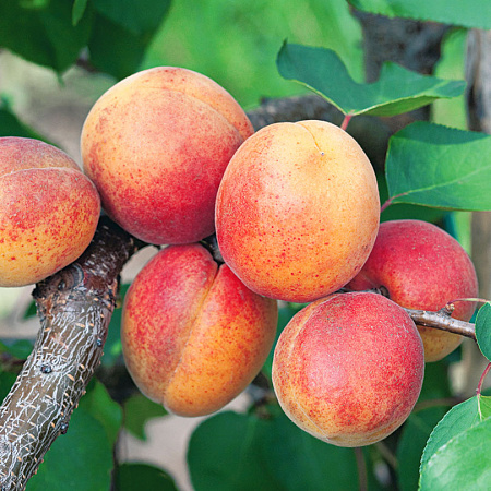 Фото Абрикос Пикантный