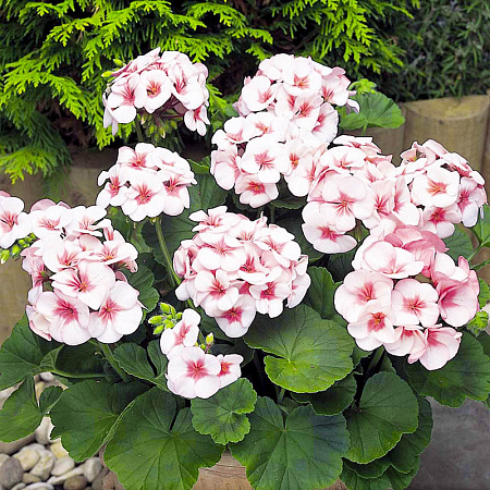 Фото Герань Апаче Звезда