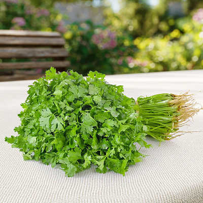 Кориандр Санто на зелень