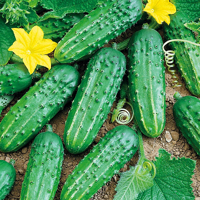 Огурец Старатель F1