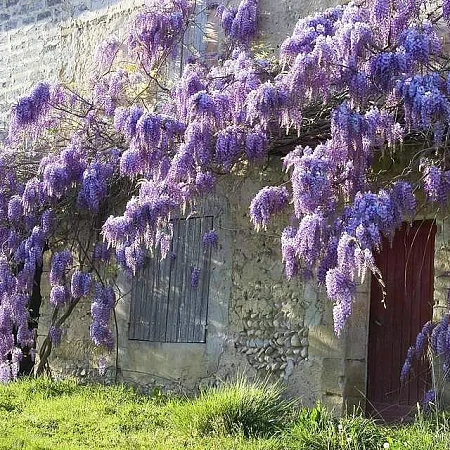 Фото Глициния макростахия Блю мун