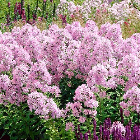 Фото Колокольчик молочноцветковый Лоддон Анна