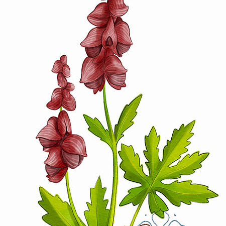 Фото Борец Саянский