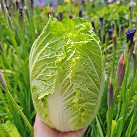 Фото Капуста пекинская Юки F1