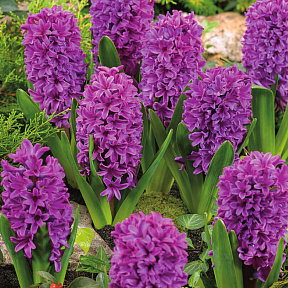 Гиацинт Мисс Сайгон