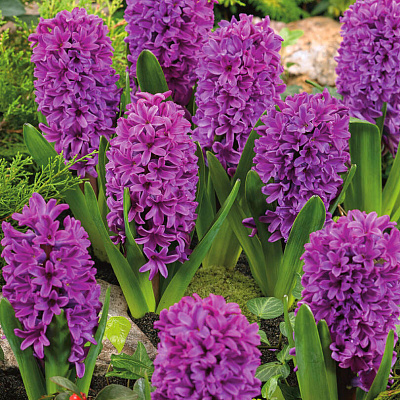 Гиацинт Мисс Сайгон