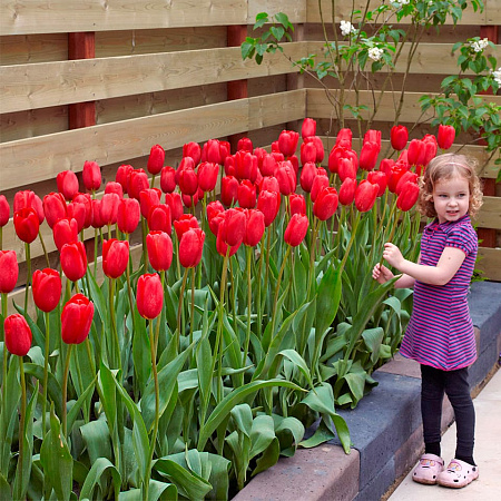 Фото Тюльпан простой поздний Скай Хай Скарлет