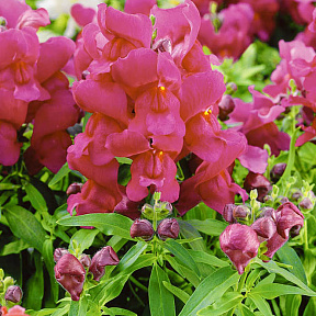 Львиный зев Кимоно Малиновый