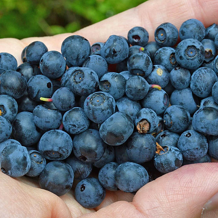 Фото Черника обыкновенная