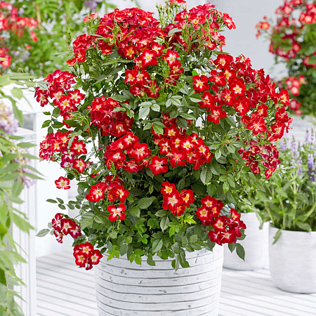 Фото Роза миниатюрная Эверглоу Руби