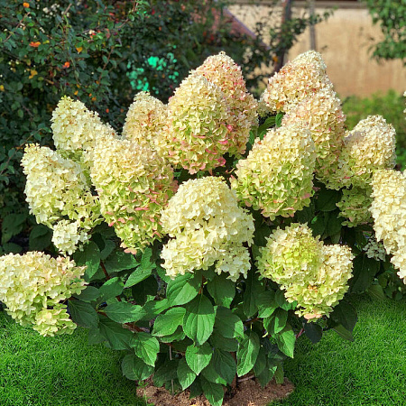 Фото Гортензия метельчатая Силвер Доллар