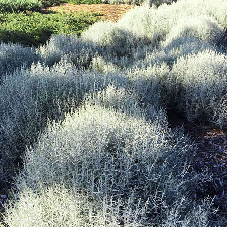 Фото Калоцефалус Брауна Серебряная подушка