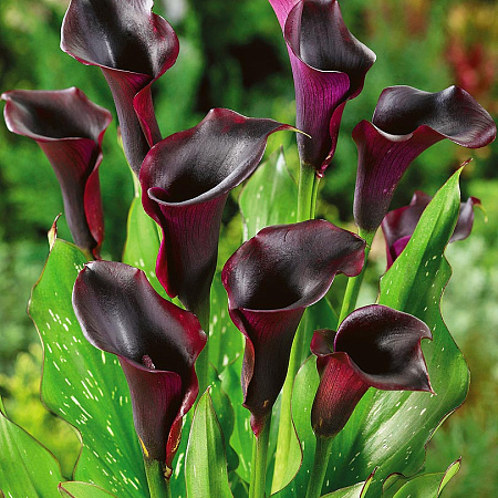 Фото Калла Вечерок