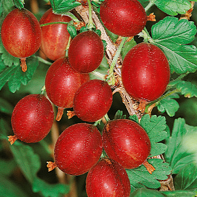 Крыжовник Черносливовый