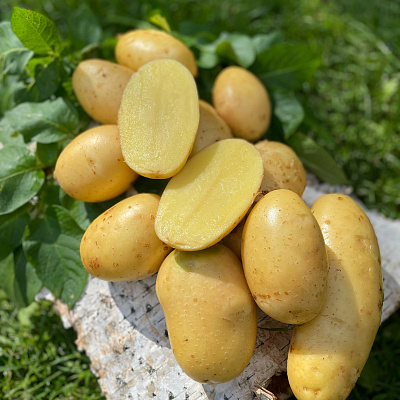 Картофель Банкир