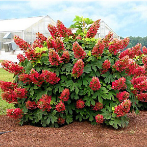 Гортензия дуболистная Бургунди