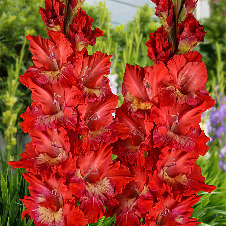 Фото Гладиолус Горящий абсент