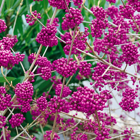 Фото Красивоплодник бодиньера Профьюжн