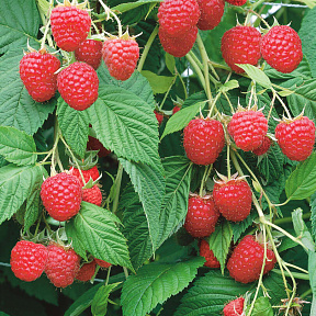 Малиновое дерево Крепыш