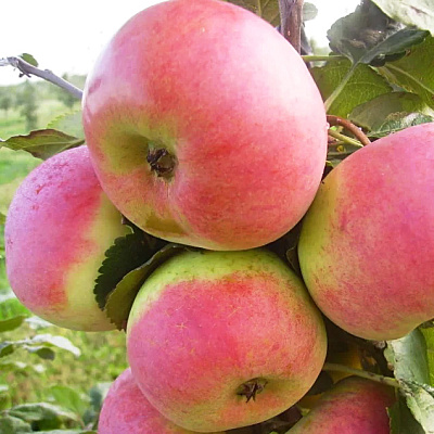 Яблоня Ауксис